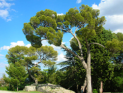 Саяпин — Montpellier